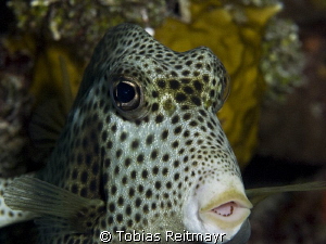 Trunkfish at Periwinkle Reef by Tobias Reitmayr 